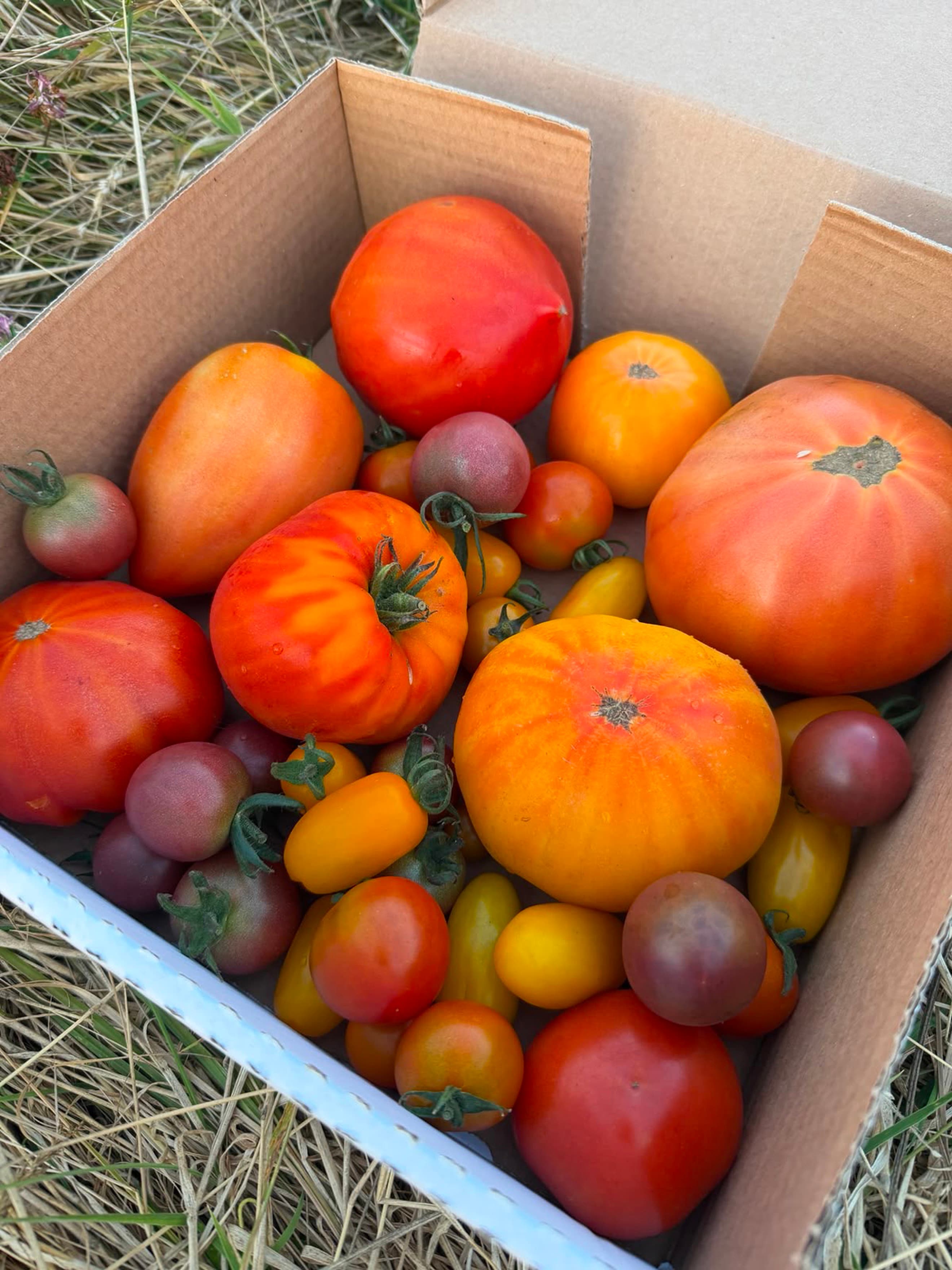 Seasonal Mixed Tomato Box