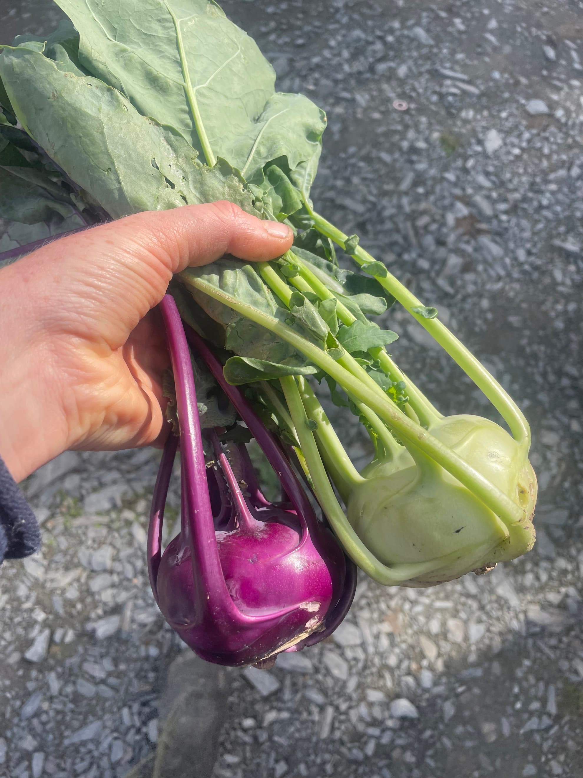Kohl rabi (purple)