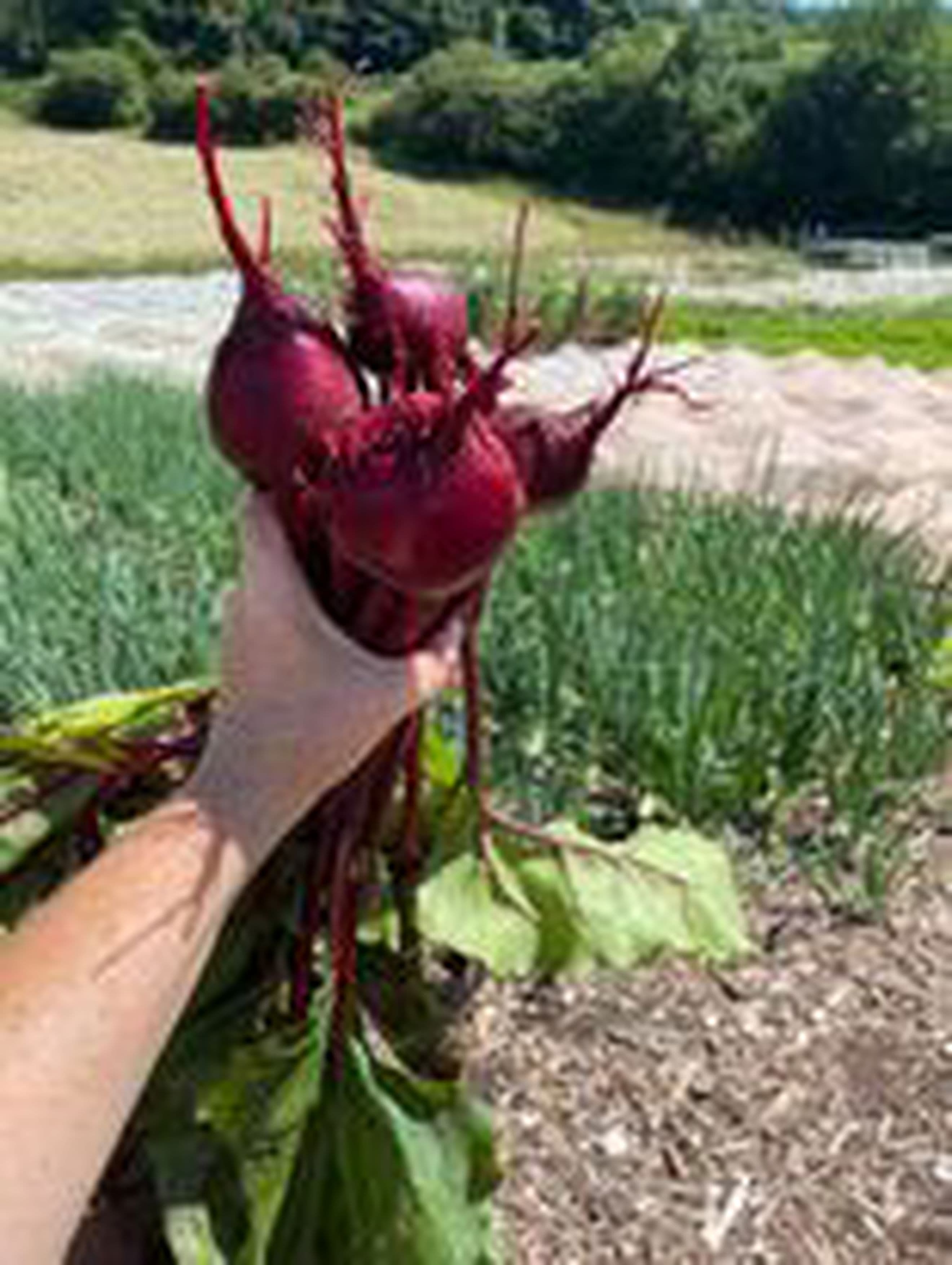 Beetroot