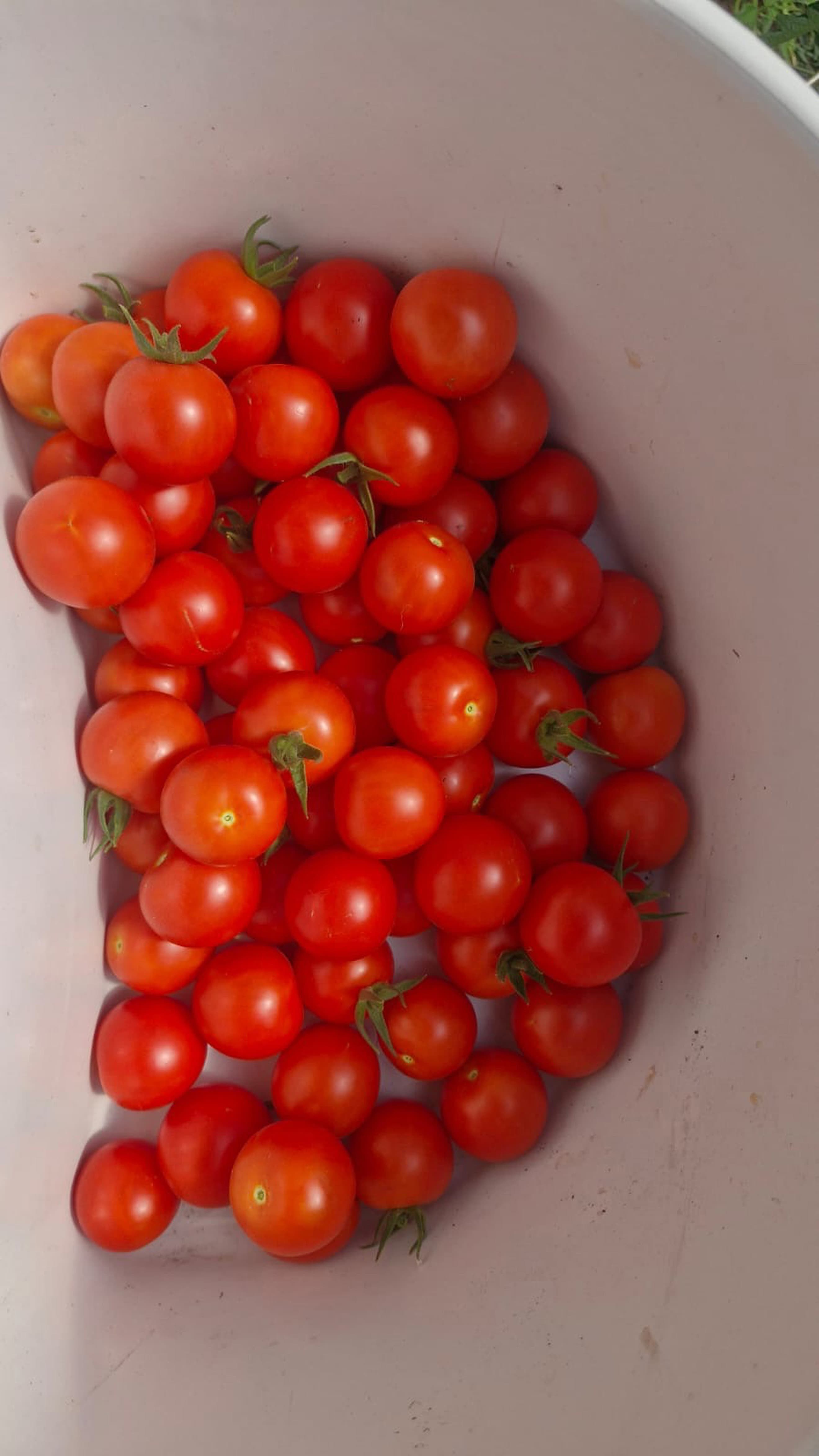 Cherry Tomatoes