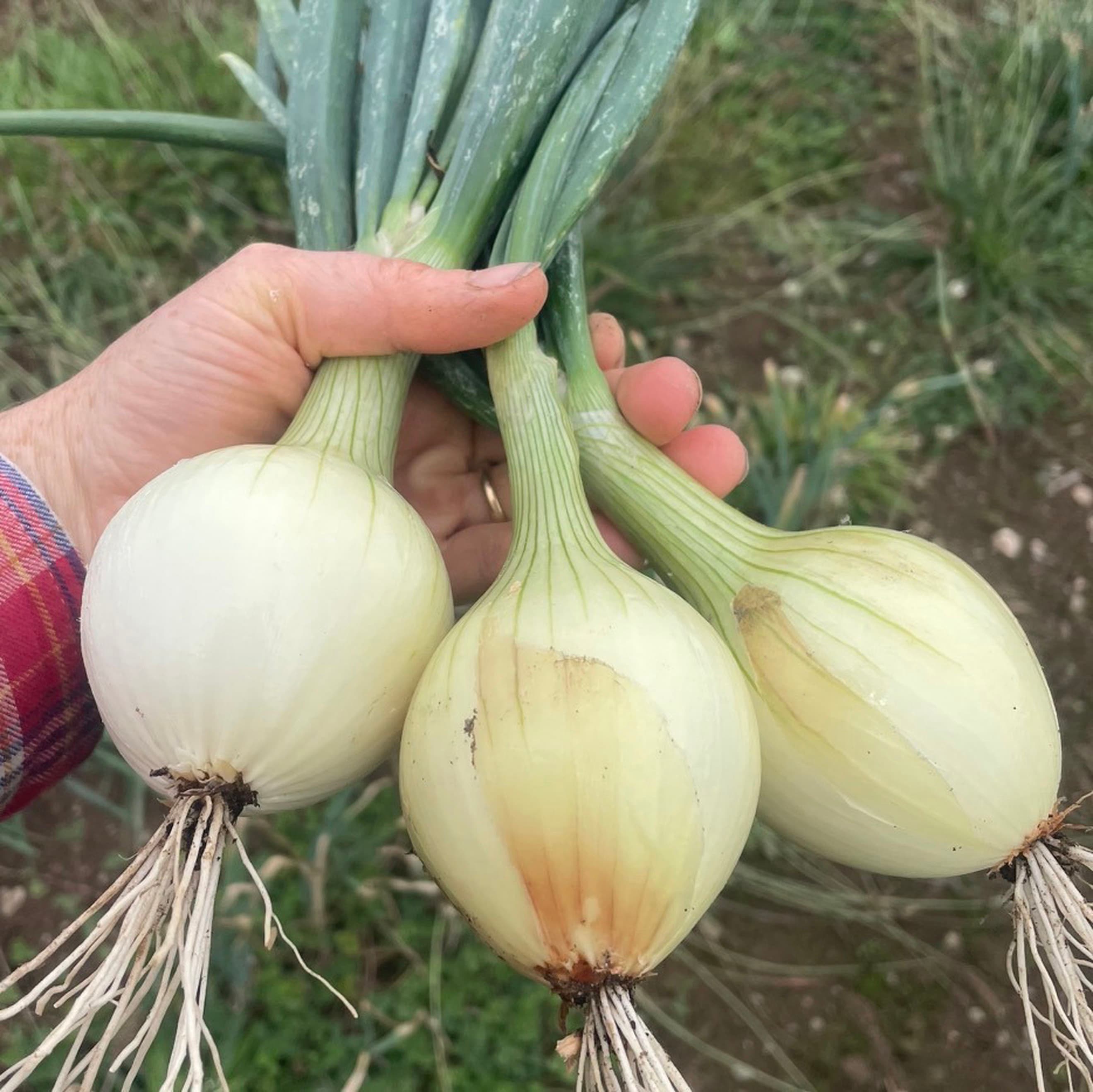 Onions