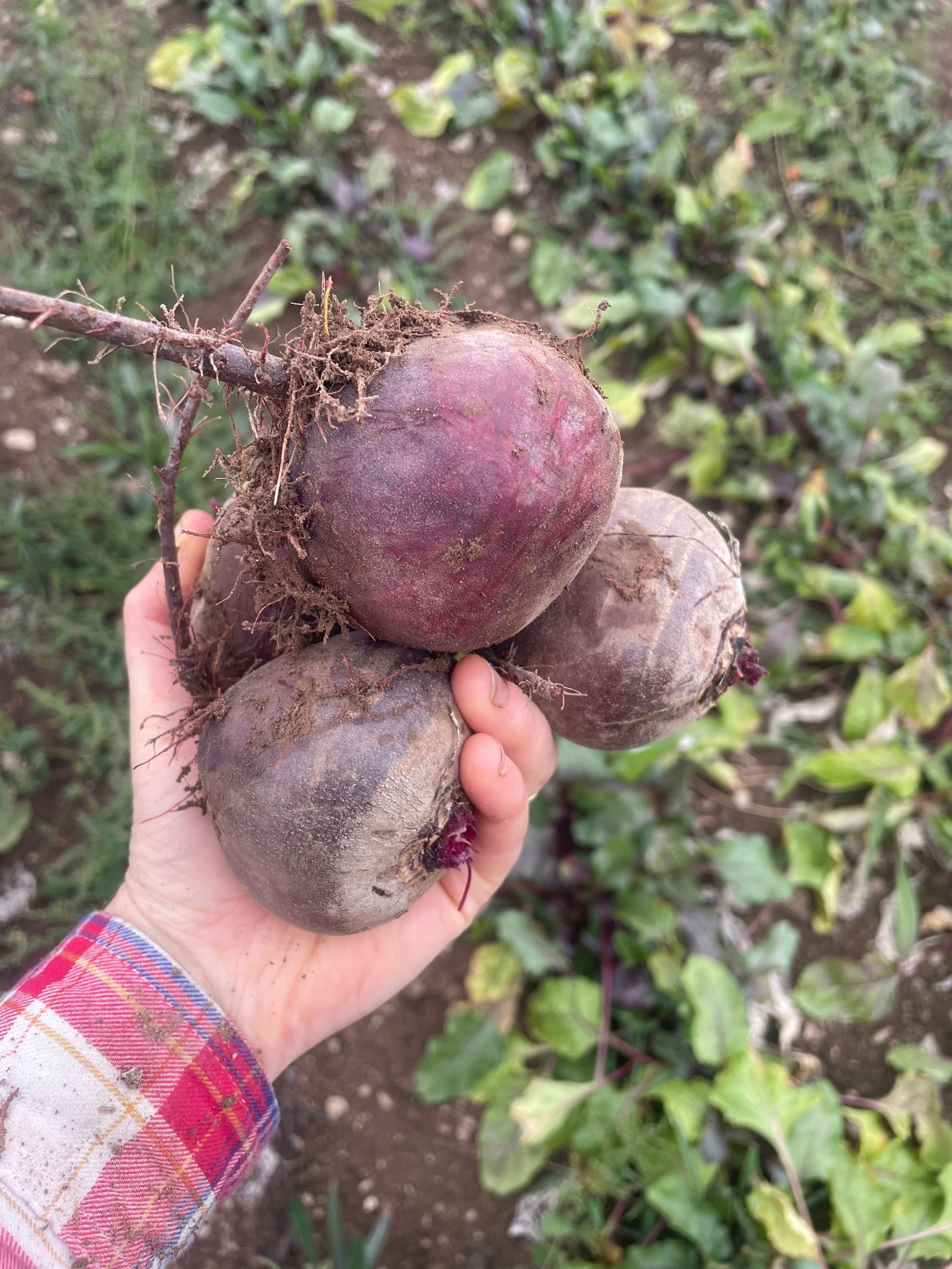 Beetroot