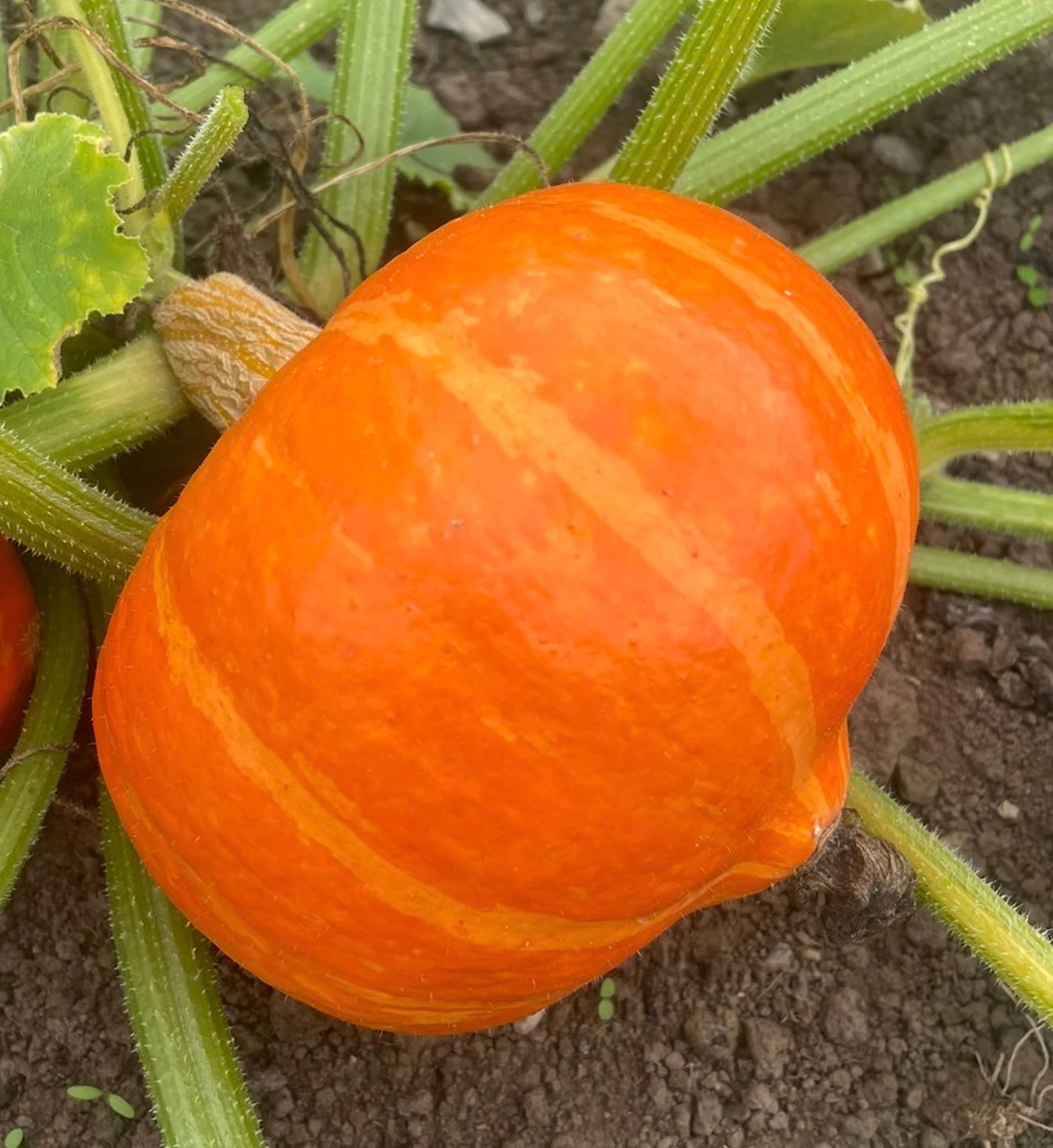 Winter Squash