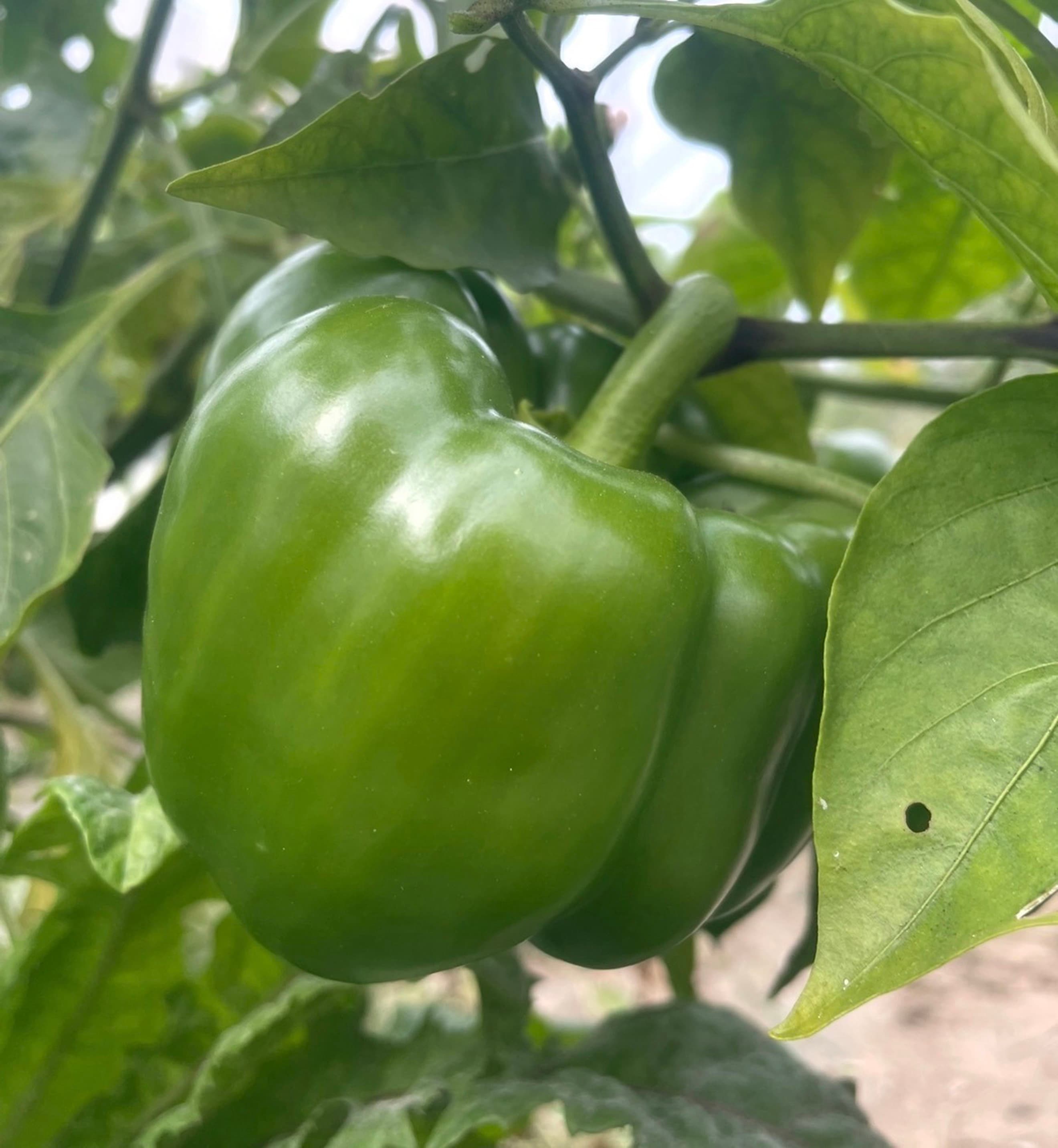 Pepper