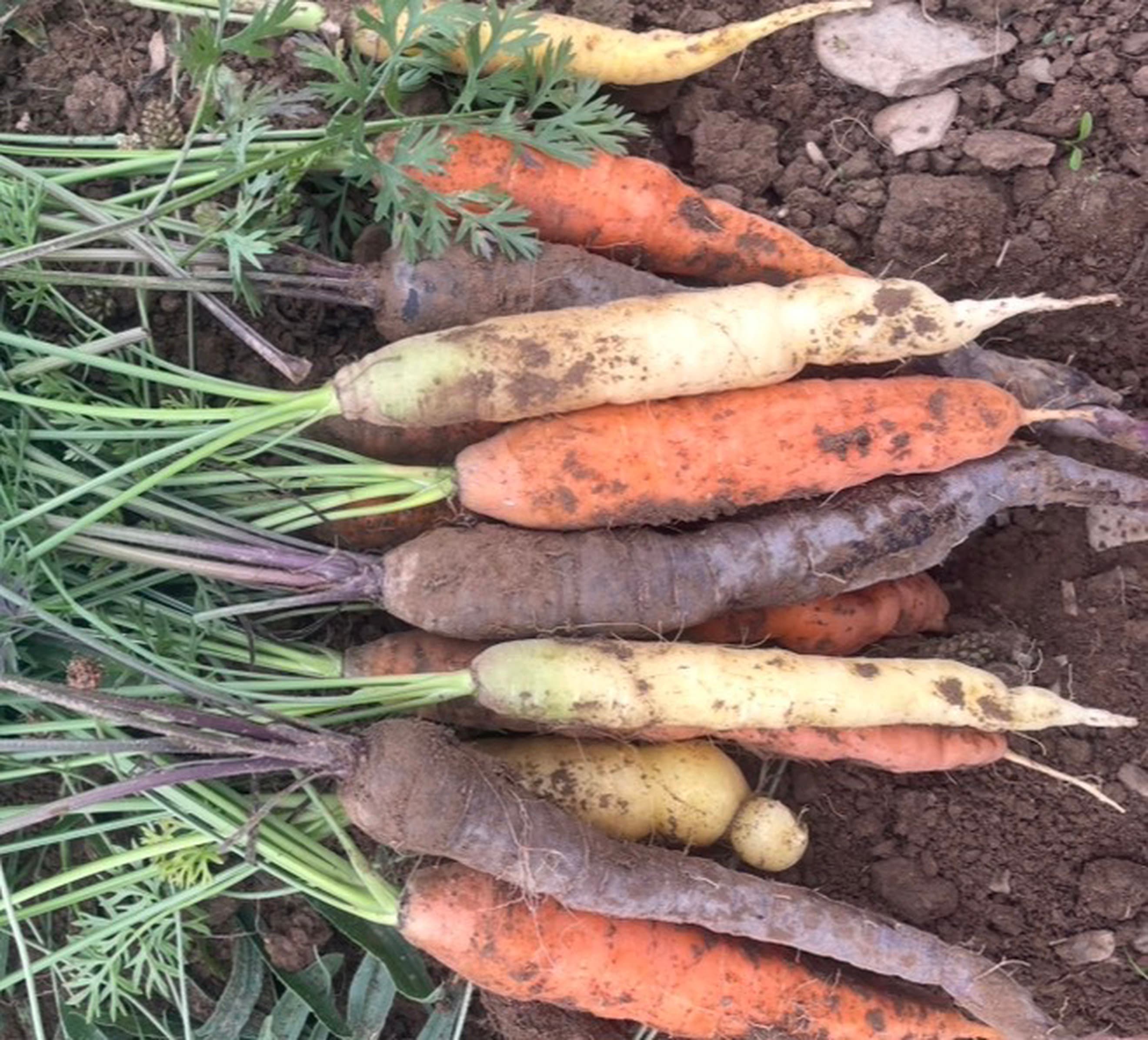 Carrots Rainbow