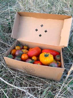 Image of Tomato Box Small 1.5kg