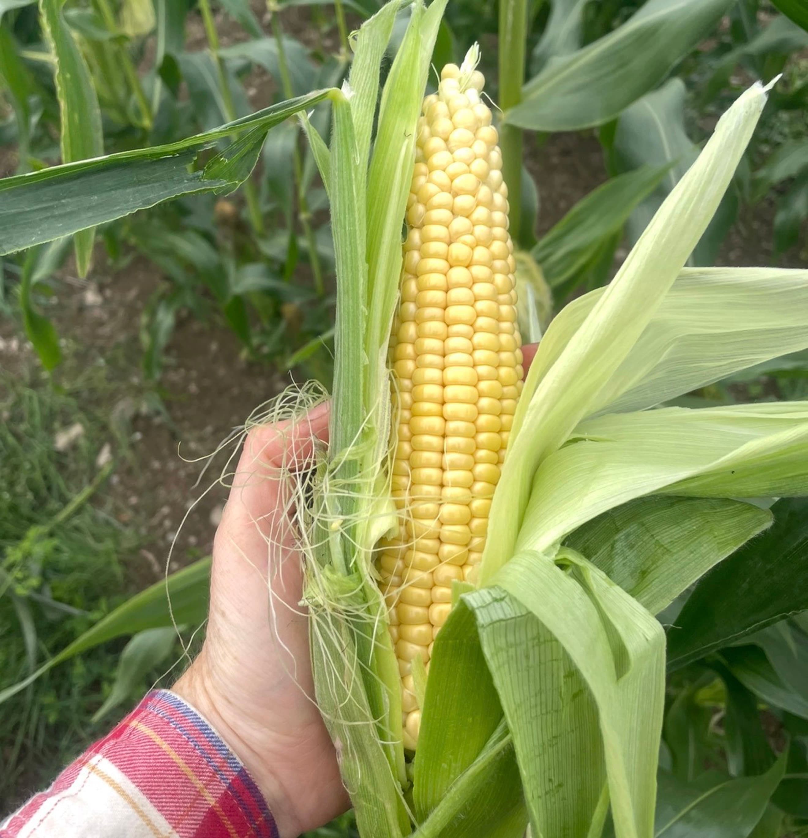 Sweetcorn