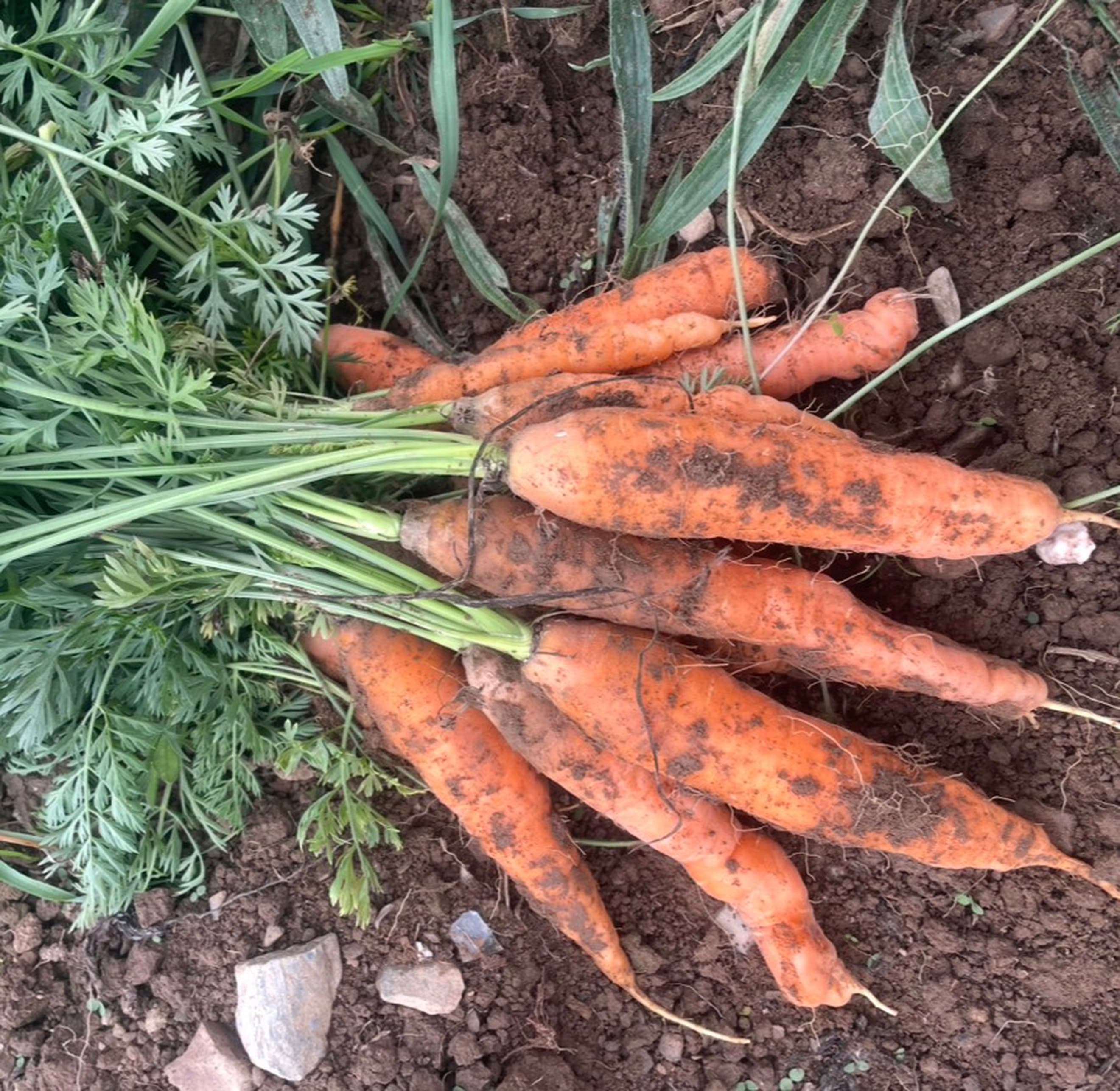 Carrots Orange